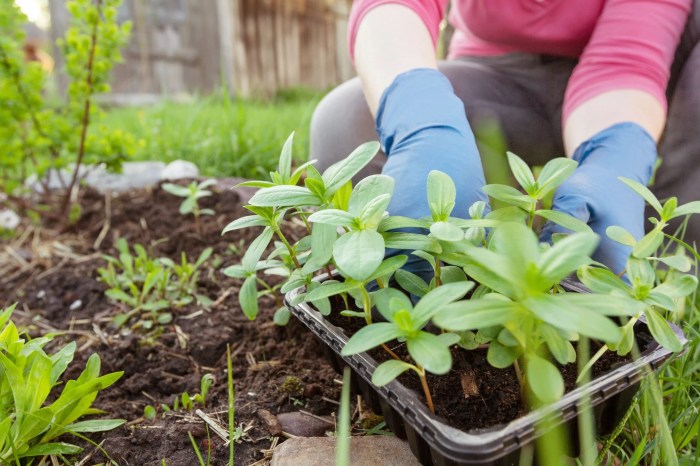 How to plant flowering plants