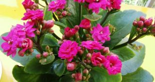 Indoor plant with pink flowers