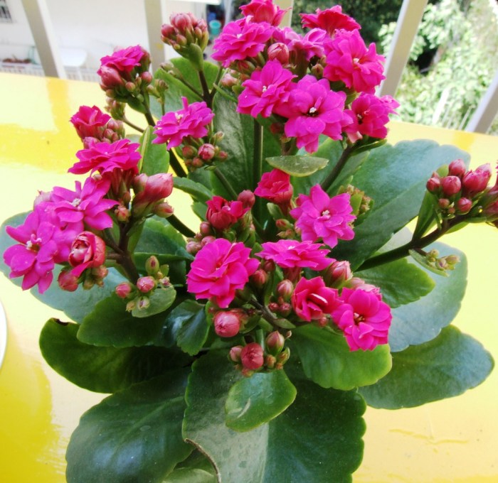 Indoor plant with pink flowers