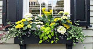 Flowers to plant in window boxes