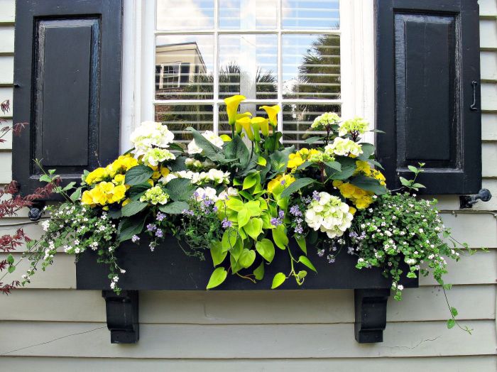 Flowers to plant in window boxes