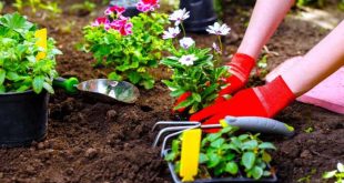 How to plant flowering plants