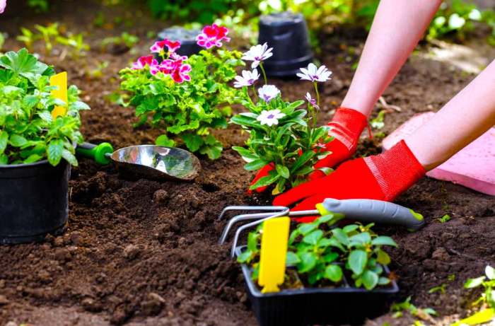 How to plant flowering plants